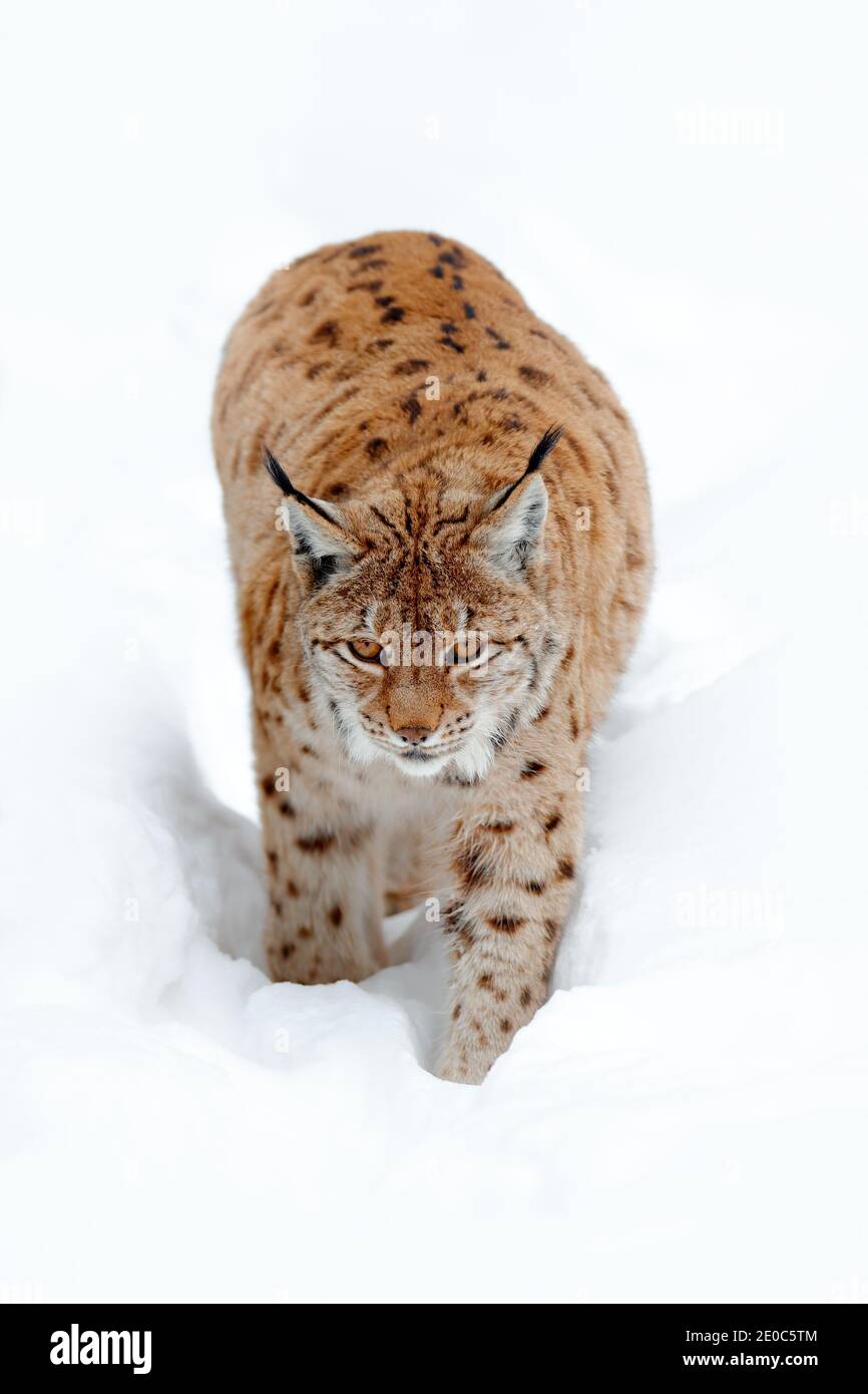 Lynx Walking, wilde Katze im Wald mit Schnee. Wildlife-Szene aus der Winternatur. Nette große Katze im Lebensraum, kalter Zustand. Verschneiten Wald mit schönen Stockfoto