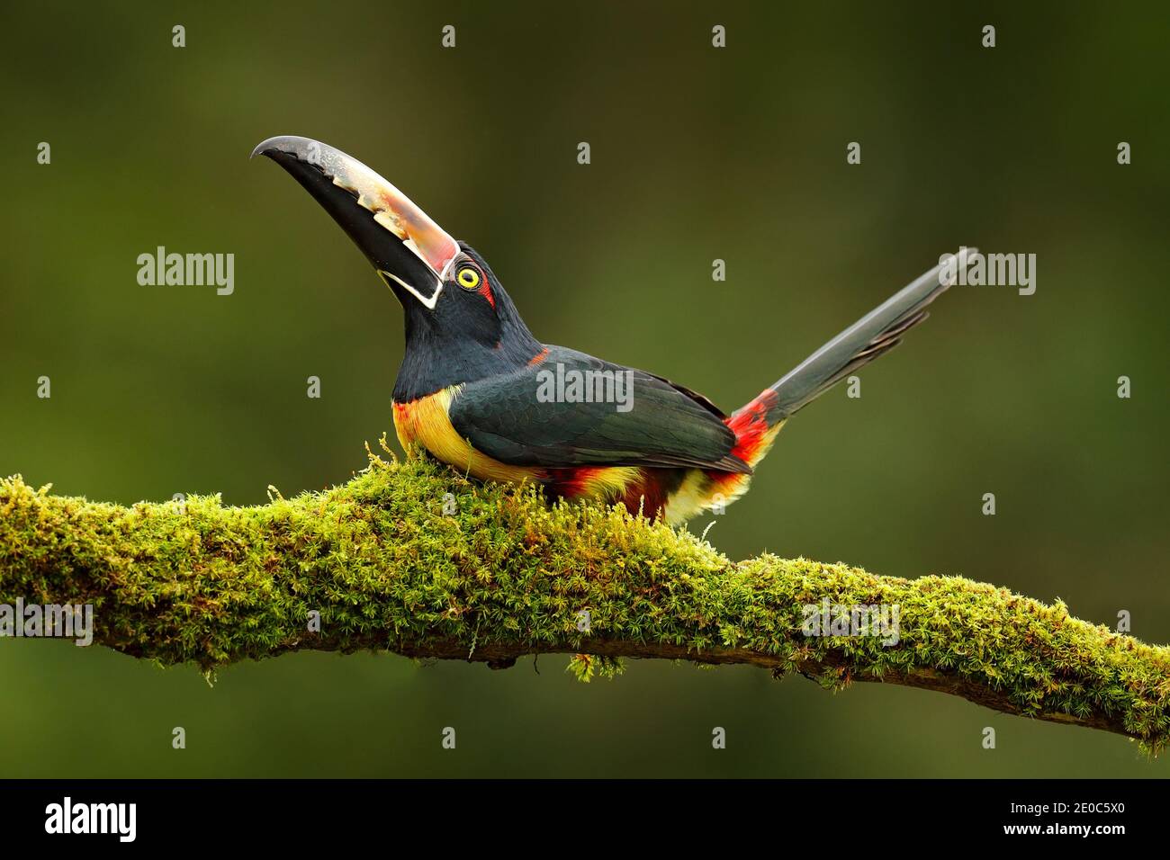 Aracari, kleiner Tukan Pteroglossus torquatus, Vogel mit großer Schnabel. Toucan sitzt auf dem Ast im Wald, Boca Tapada, Costa Rica. Natur Stockfoto