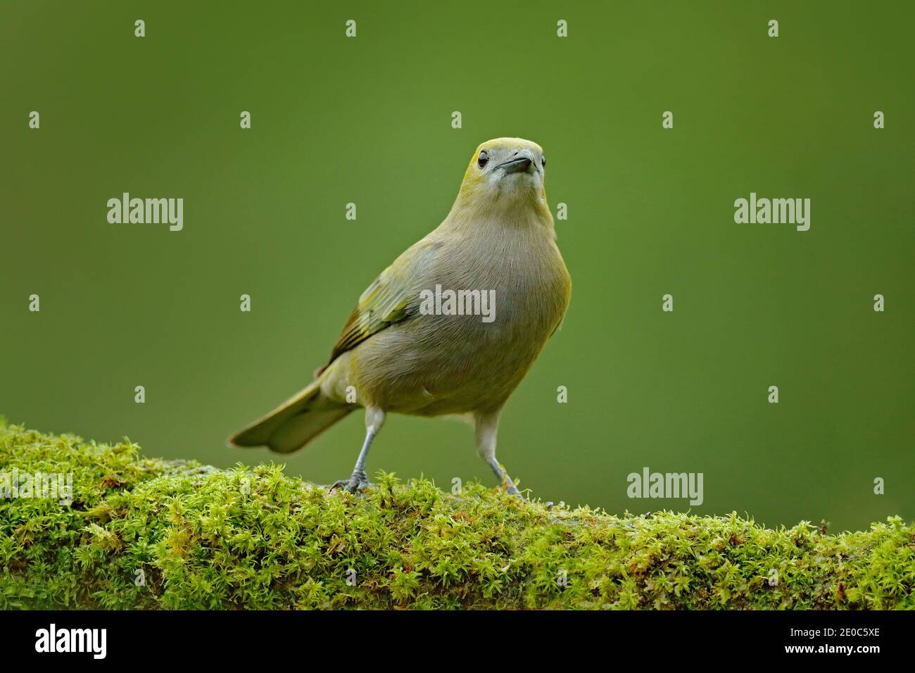 Palmtanager, Thraupis palmarum, Vogel im grünen Wald Habitat, Costa Rica. Dunkelgrüner Wald, Tangare im Naturlebensraum. Wildlife Szene aus t Stockfoto