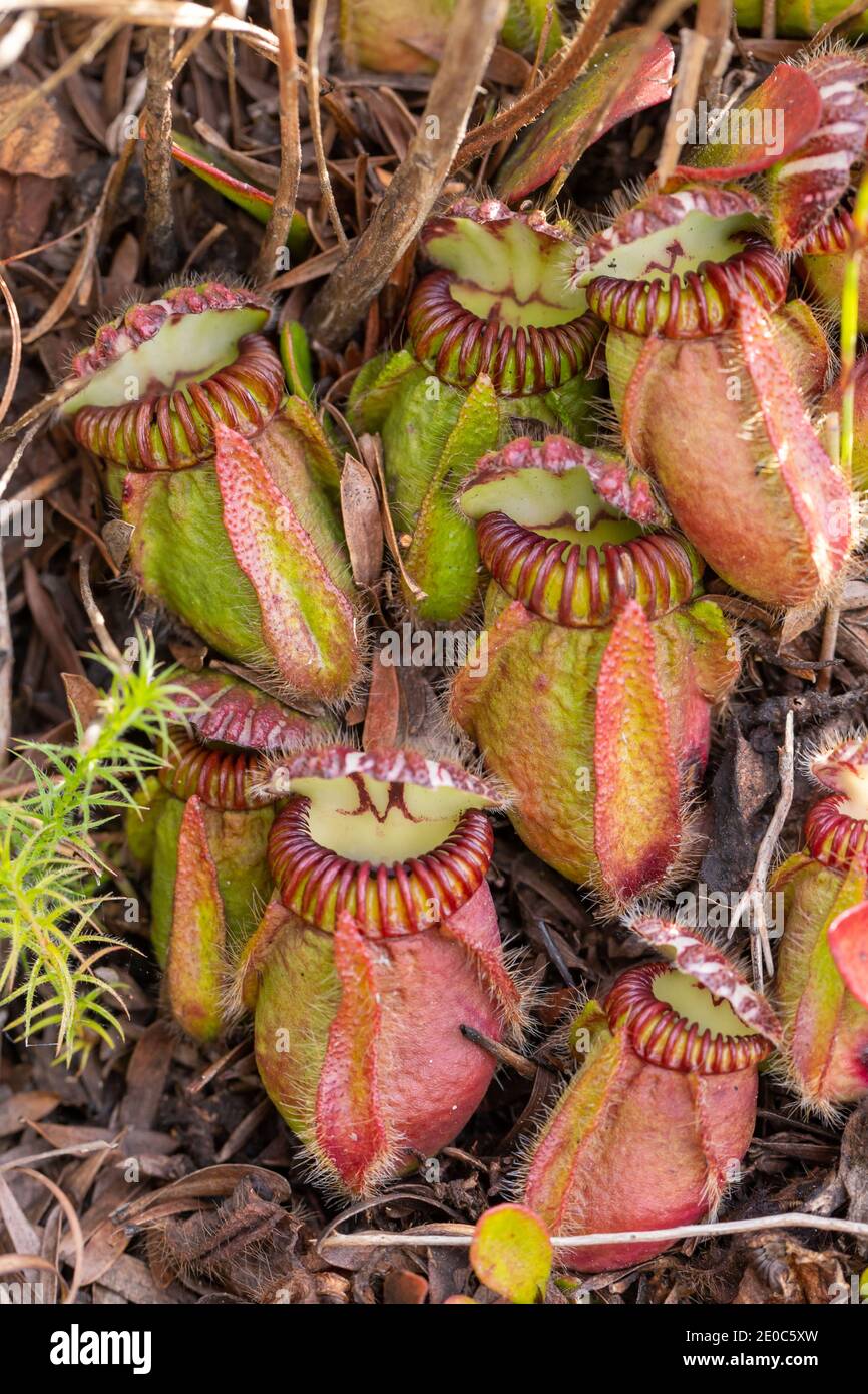 Mehrere Bilder der endemischen und gefährdeten Albany-Krug-Pflanze (Cephalotus follicularis) in der Nähe von Albany in Western Australia Stockfoto