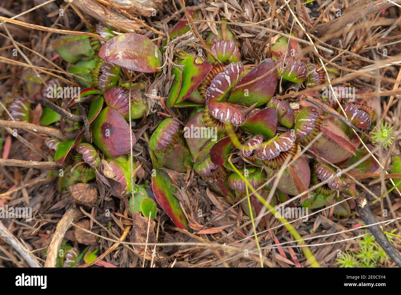 Großer Klumpen von Cephalotus follicularis, der Albany-Krug-Pflanze, in der Nähe von Albany in Western Australia gesehen Stockfoto