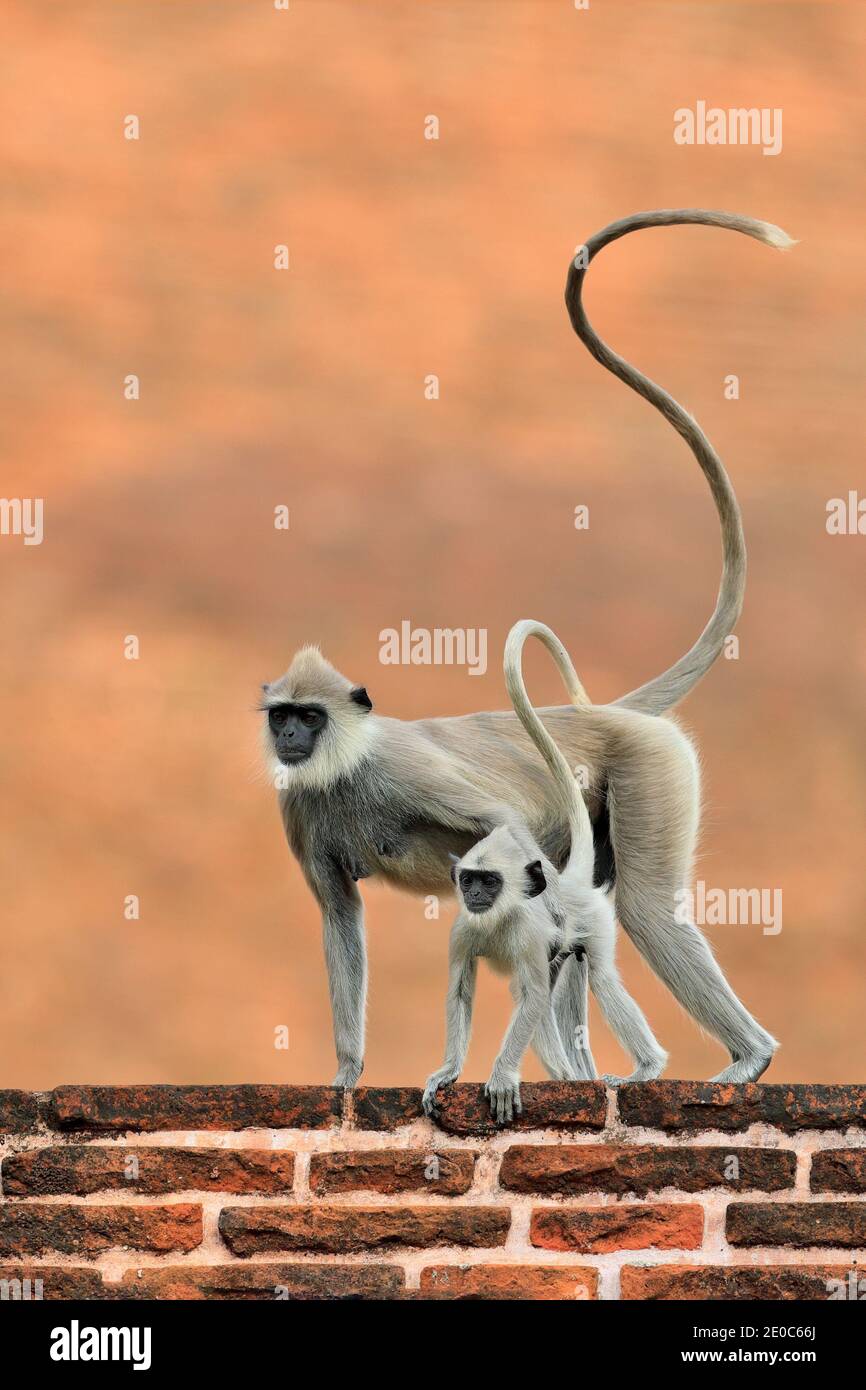 Tierwelt Sri Lankas, Detail Affenportrait Common Langur, Semnopithecus entellus. Affenkopf auf dem orangefarbenen Ziegelgebäude, urbane Tierwelt. Stockfoto