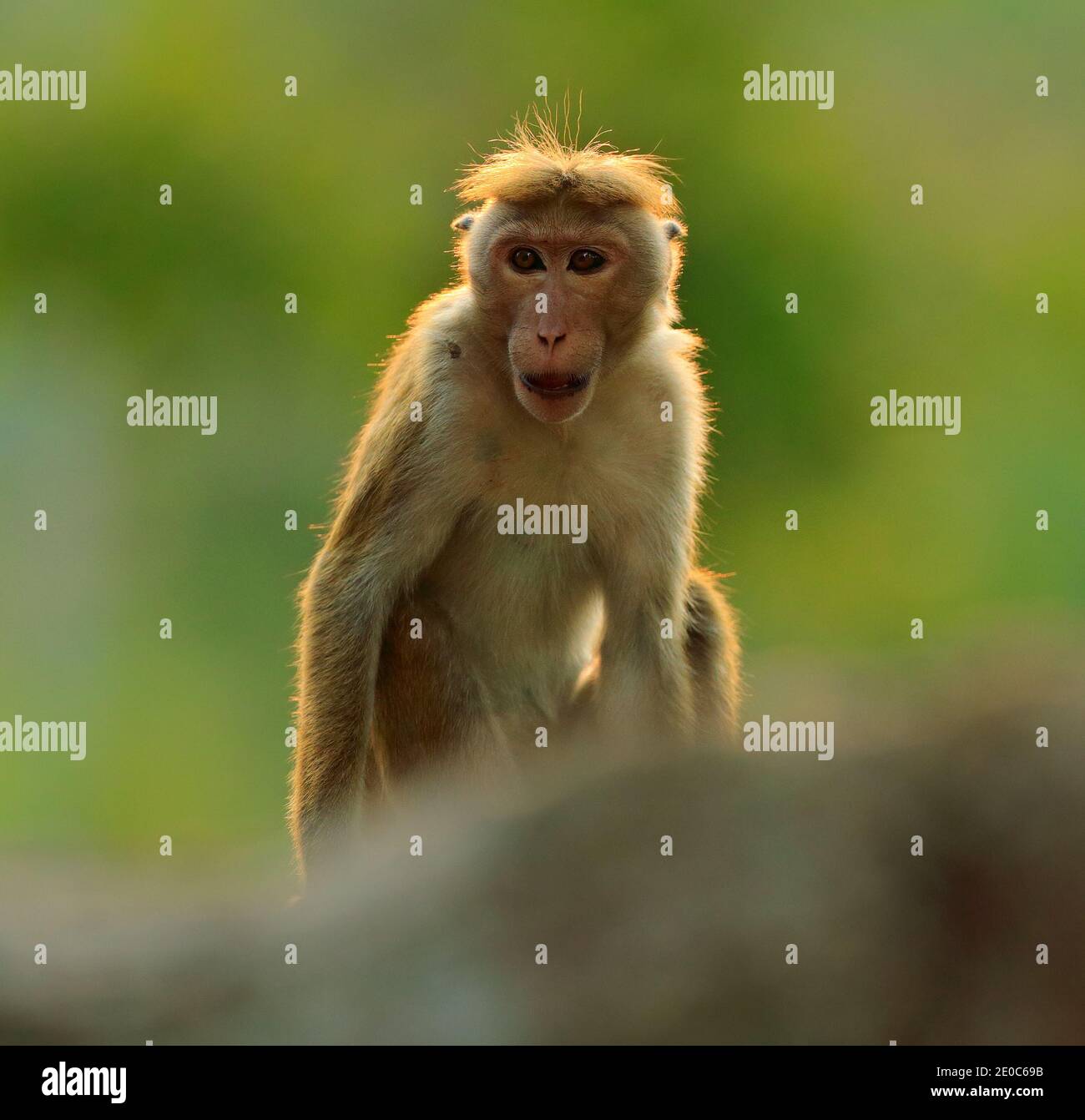 Toque Macaque, Macaca Sinica, Affe mit Abendsonne, Sri Lanka. Detail des Affen, Witlife Szene aus Asien. Schöner Wald im Hintergrund. Stockfoto