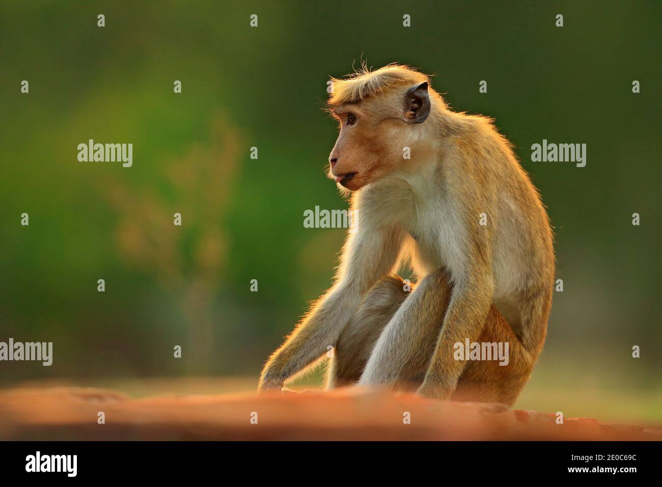 Toque Macaque, Macaca Sinica, Affe mit Abendsonne, Sri Lanka. Detail des Affen, Witlife Szene aus Asien. Schöner Wald im Hintergrund. Stockfoto