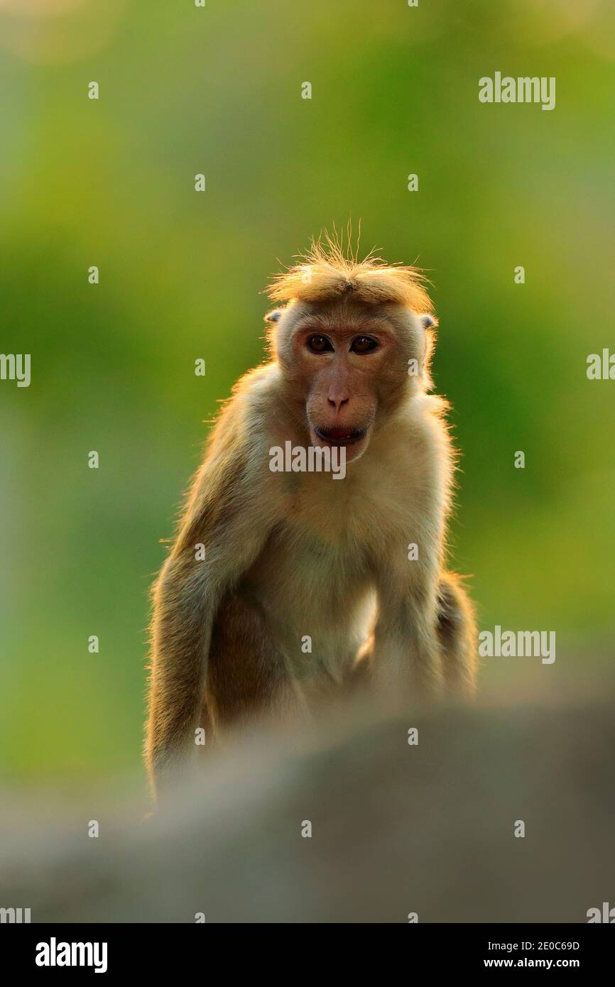 Toque Macaque, Macaca Sinica, Affe mit Abendsonne, Sri Lanka. Detail des Affen, Witlife Szene aus Asien. Schöner Wald im Hintergrund. Stockfoto