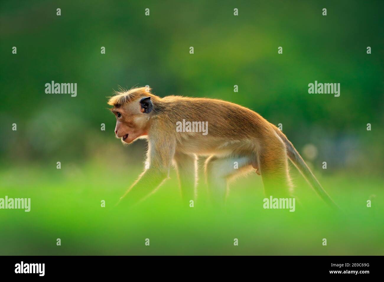 Toque Macaque, Macaca Sinica, Affe mit Abendsonne, Sri Lanka. Detail des Affen, Witlife Szene aus Asien. Schöner Wald im Hintergrund. Stockfoto