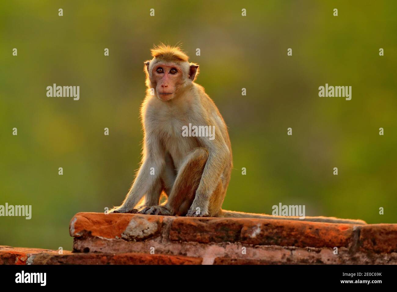 Toque Macaque, Macaca Sinica, Affe mit Abendsonne, Sri Lanka. Detail des Affen, Witlife Szene aus Asien. Schöner Wald im Hintergrund. Stockfoto