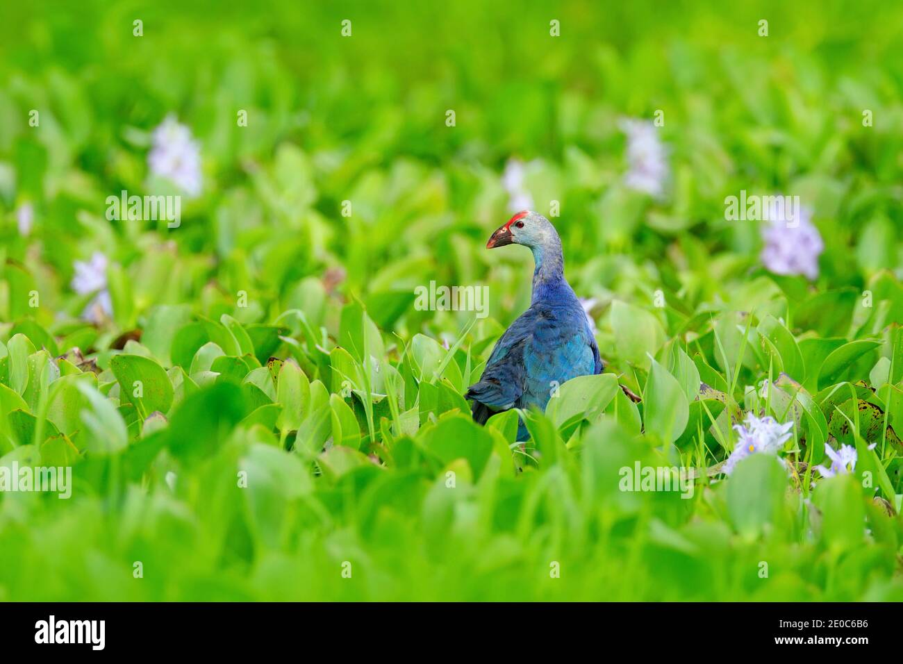 Purple Swamphen, Porphyrio porphyrio, in der Natur grün märz Lebensraum in Sri Lanka. Seltener blauer Vogel mit rotem Kopf in Wasserblütengras mit rosa Blüten. Stockfoto