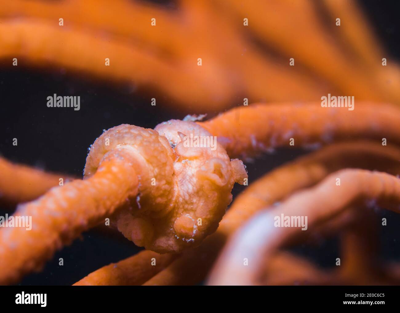 Peitsche-Fan Nudibranch (Tritonia nilsodhneri) um den orangen Meeresstamm gewickelt Stockfoto