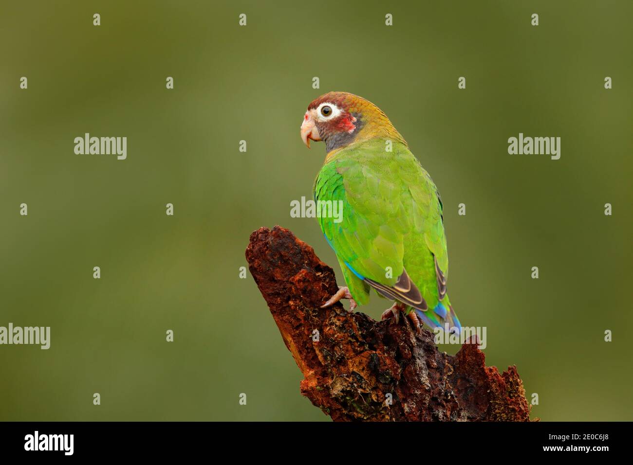 Tropic Bird Brauner Kapuzenpapagei, Pionopsitta haematotis, Mexiko, grüner Papagei mit braunem Kopf. Detail Nahaufnahme Porträt von Vogel aus Mittelamerika. Stockfoto