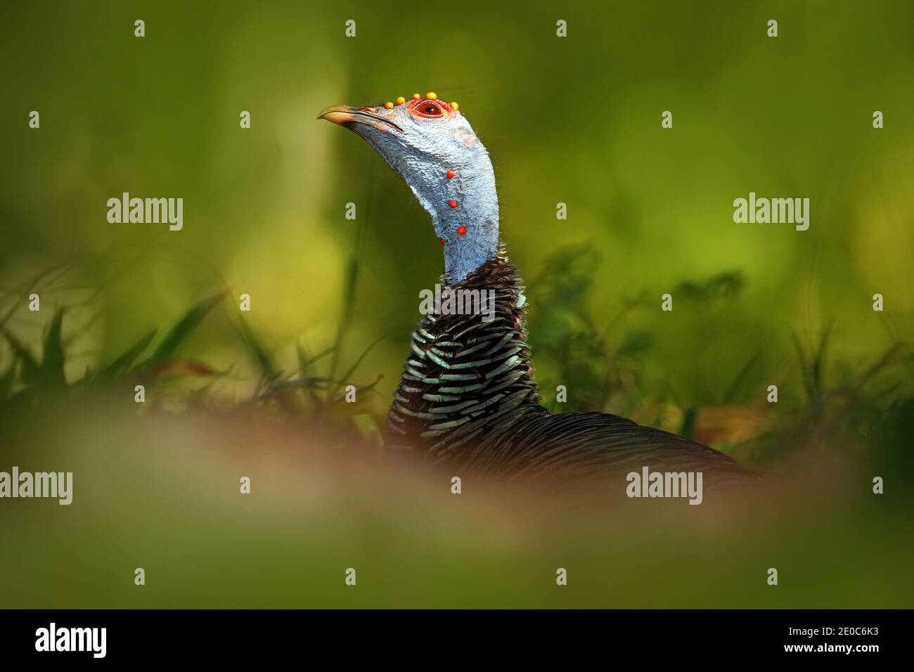 Okellierte türkei, Meleagris ocellata, seltener bizarrer Vogel, Tikal Nationalpark, Gutemala. Wildlife-Szene aus der Natur. Vogel mit roter Warze im Naturlebensraum Stockfoto