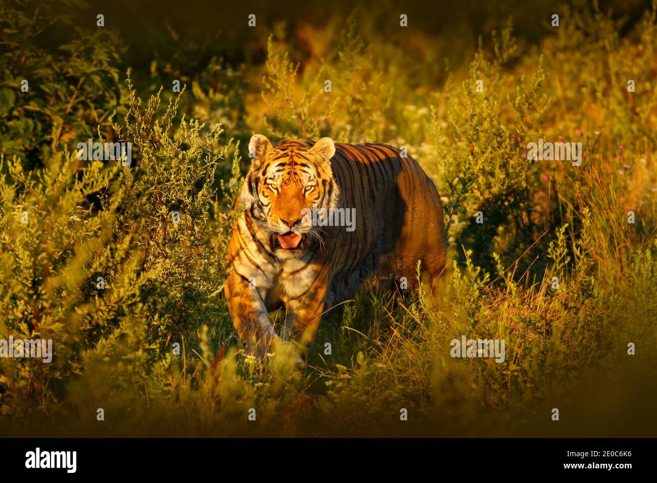 Tiger, kalter Winter in der Taiga, Russland. Schneeflocken mit wilder Amur-Katze. Tiger Schnee laufen in wilden Winter Natur. Sibirischer Tiger, Panthera tigris altaica. A Stockfoto