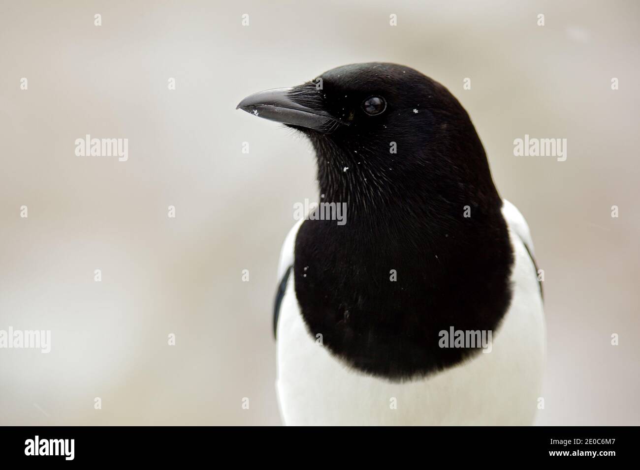 Detail Winterporträt von schwarz-weißen Vogel. Europäische Elster, Pica pica, schwarz-weißer Vogel mit langem Schwanz, in der Natur Lebensraum, Winterszene w Stockfoto