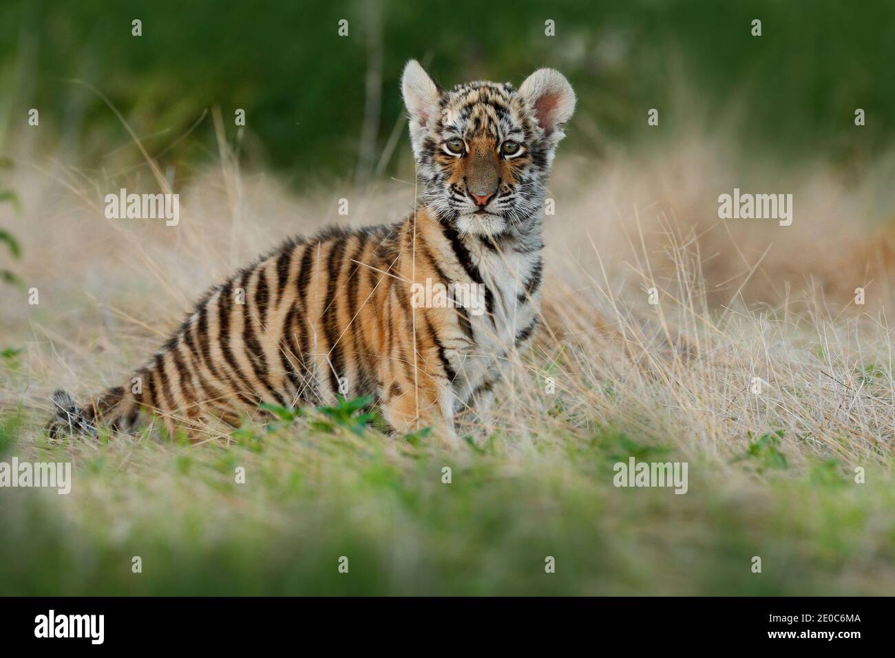 Amur Tiger Jagd in grün weißen Baumwollgras. Gefährliches Tier, Taiga, Russland. Große Katze sitzt in der Umgebung. Wildkatze in Wildtierwelt Natur. Sibirien Stockfoto