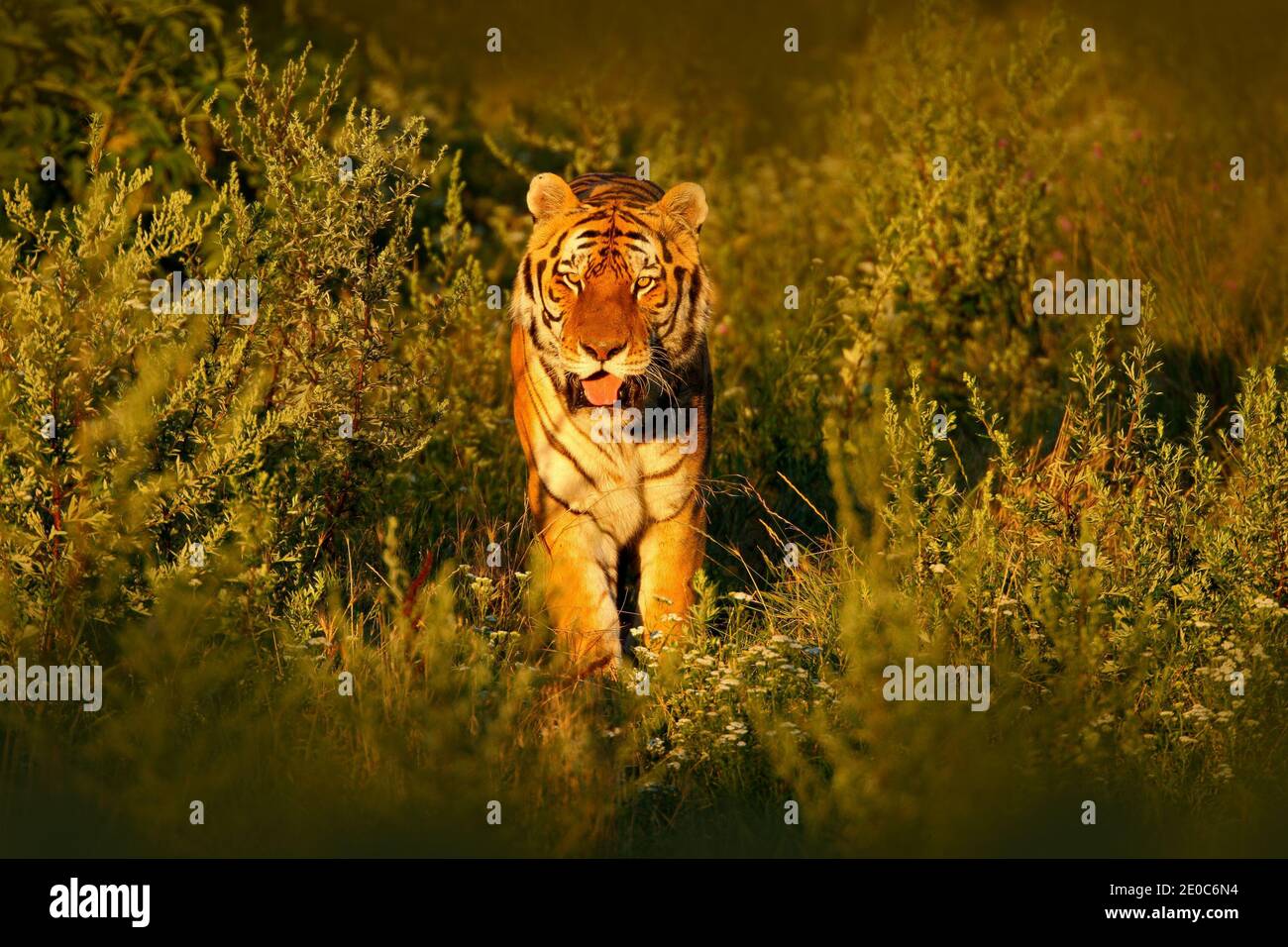 Amur Tiger Jagd in grün weißen Baumwollgras. Gefährliches Tier, Taiga, Russland. Große Katze sitzt in der Umgebung. Wildkatze in Wildtierwelt Natur. Sibirien Stockfoto