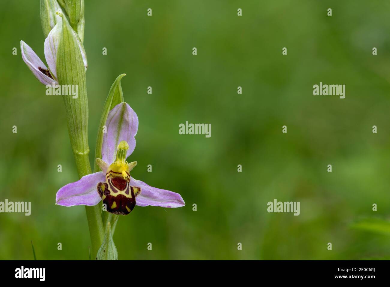 Biene Orchid; Ophrys apifera; Blume; Großbritannien Stockfoto