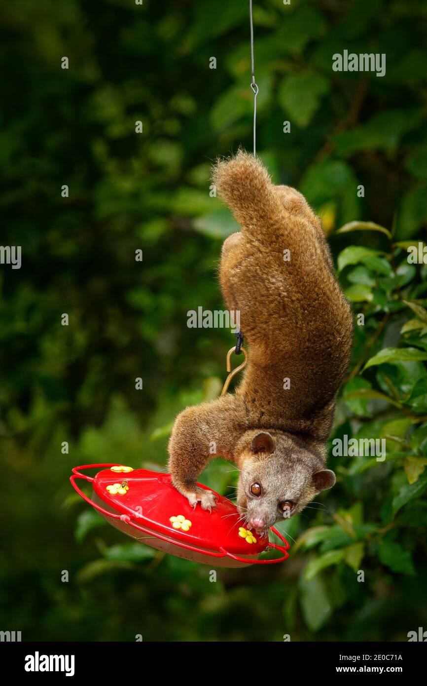 Nördlicher Olingo, Bassaricyon gabbii, tropisches Tier im Naturwald Lebensraum. Säugetier in Costa Rica. Widlife Szene aus der Natur. Säugetier saugen sug Stockfoto