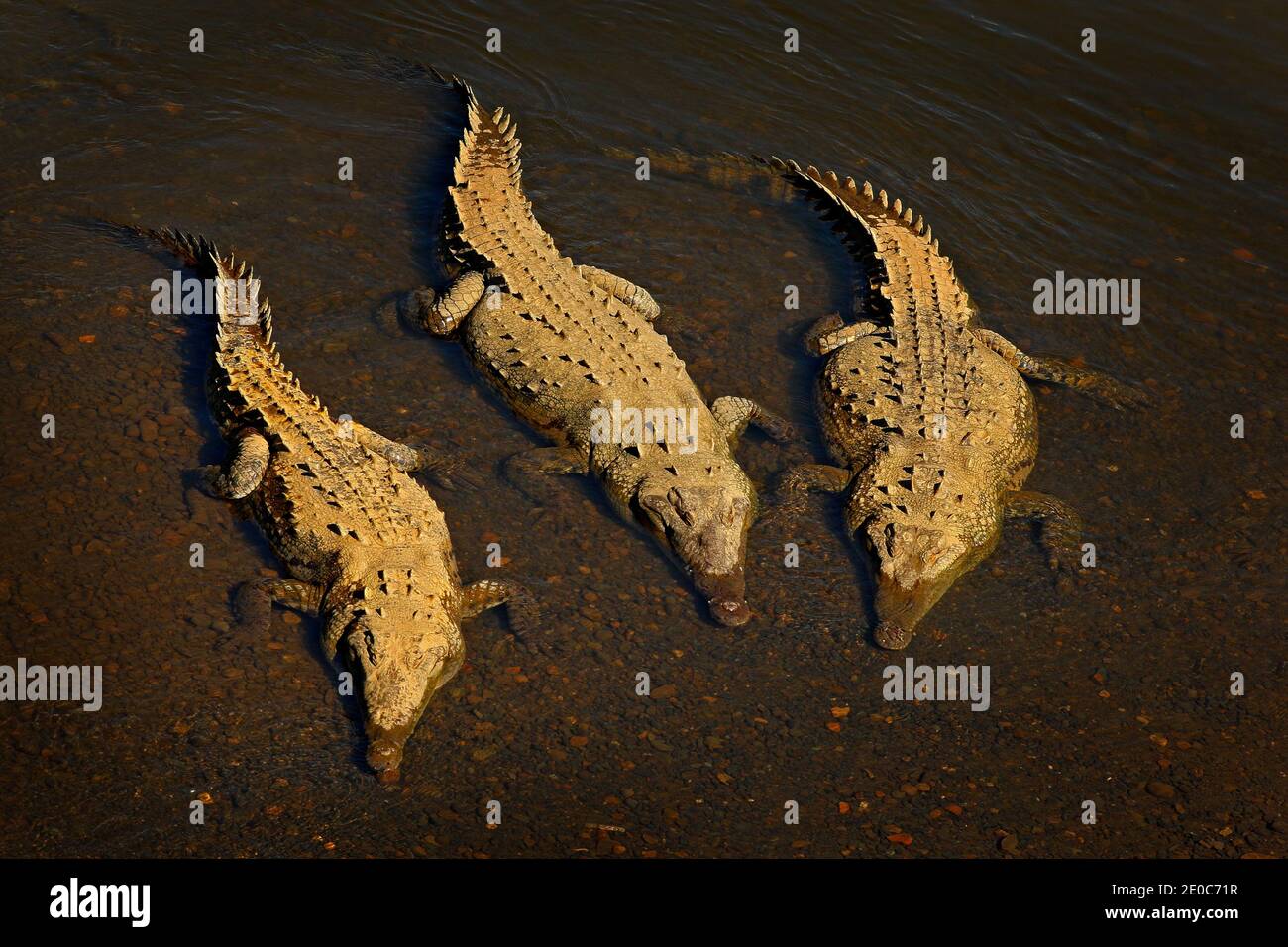 Amerikanische Krokodile, Crocodylus acutus, drei Tiere im Wasser. Wildtierszene aus der Natur, Tarcoles, Costa Rica. Gefährliche Tiere im Fluss. Stockfoto