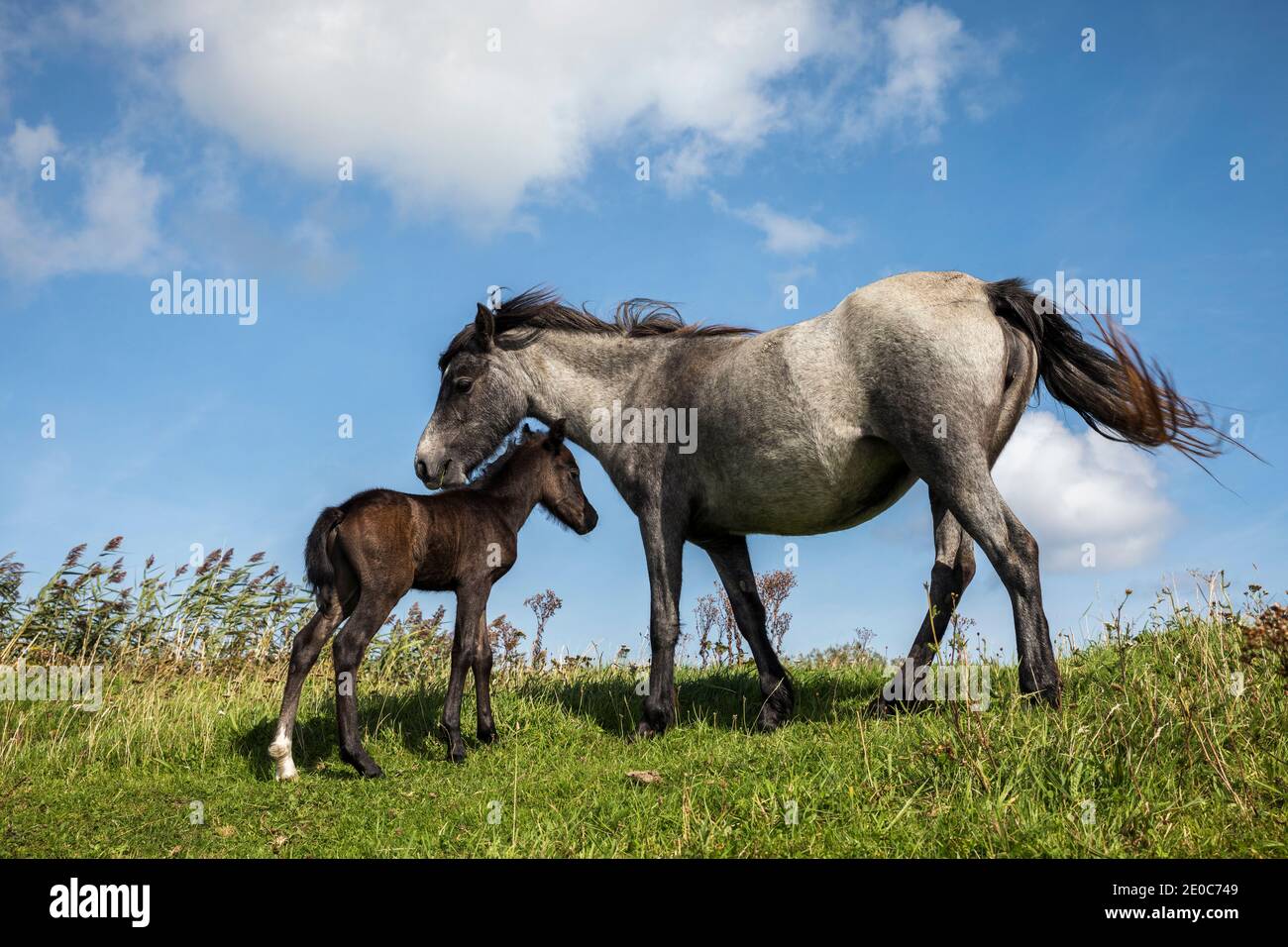 Stute und Fohlen; Conwy Nature Reserve; RSPB; Wales Stockfoto