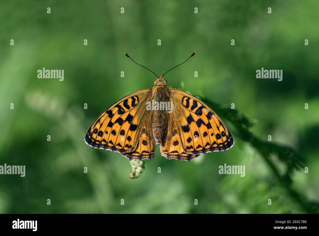 Hoher brauner Fritillary Butterfly; Fabriciana adippe; Weiblich; Großbritannien Stockfoto