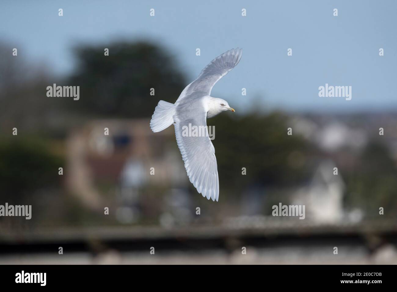 Island Gull; Larus glaucoides; Im Flug; Cornwall; Großbritannien Stockfoto