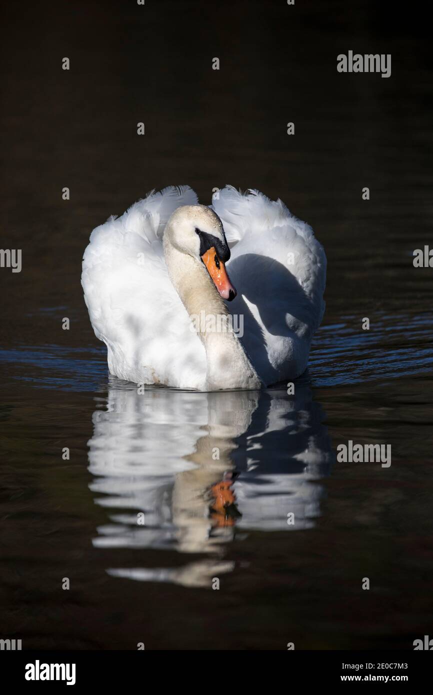 Höckerschwan; Cygnus Olor; UK Stockfoto