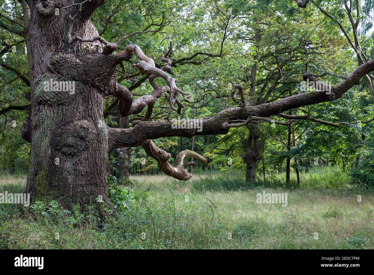Alte Eiche; Quercus rober; Blenheim; Großbritannien Stockfoto