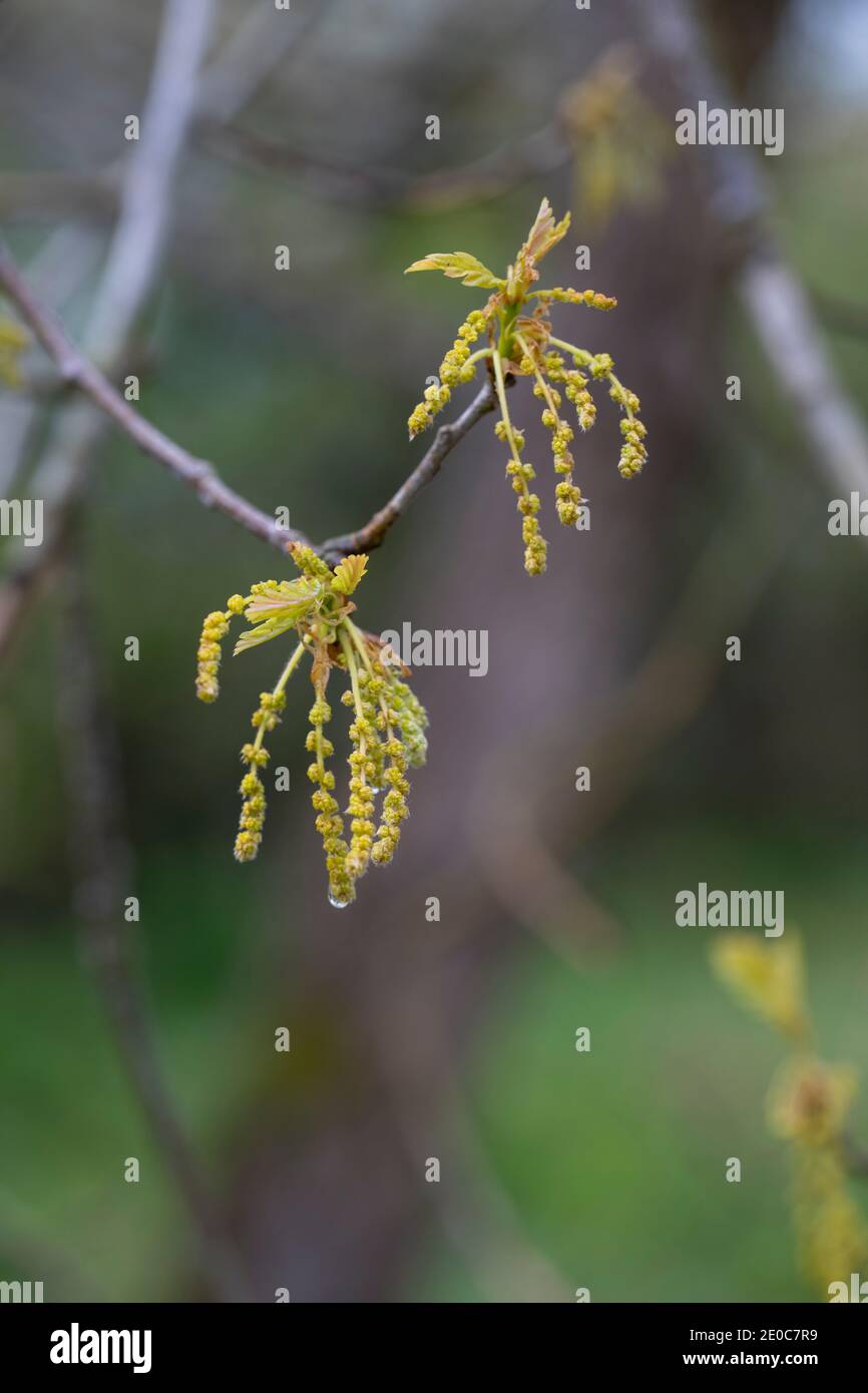 Eiche; Quercus robur; Blumen; Frühling; Vereinigtes Königreich Stockfoto
