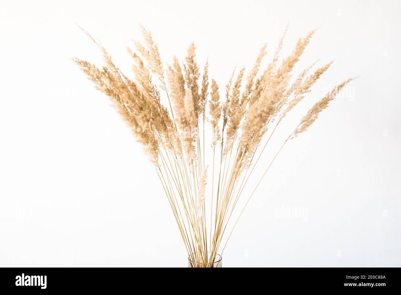 Getrocknete Blumen in einer Glasvase mit leerem Licht Wand für minimalistische Einrichtung Stockfoto