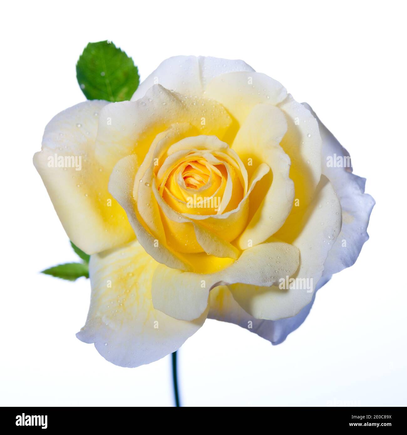 'Stockholm' Floribunda Rose, Floribundaros (Rosa) Stockfoto