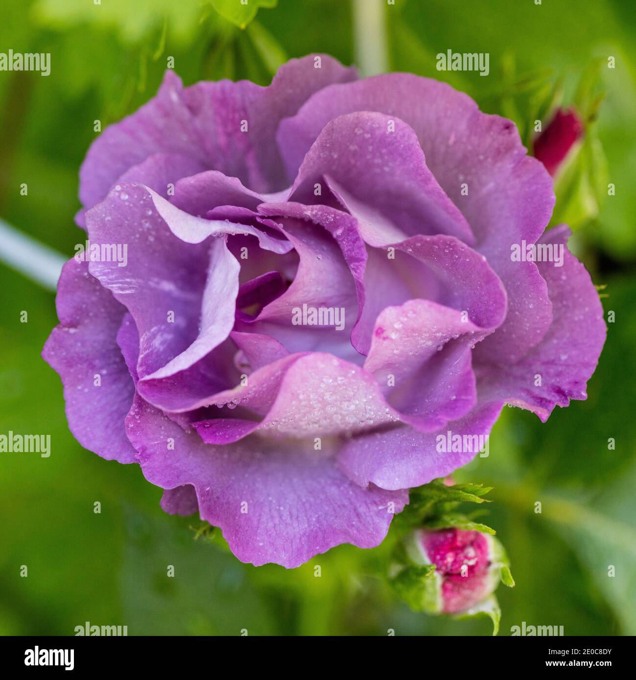 Minerva garten Fotos und Bildmaterial in hoher Auflösung Alamy