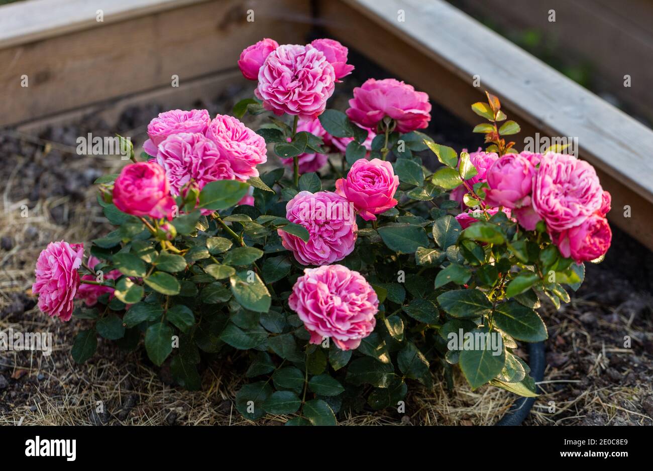 "Leonardo da Vinci, Meiangele 'Floribunda Rose, Floribundaros (Rosa) Stockfoto