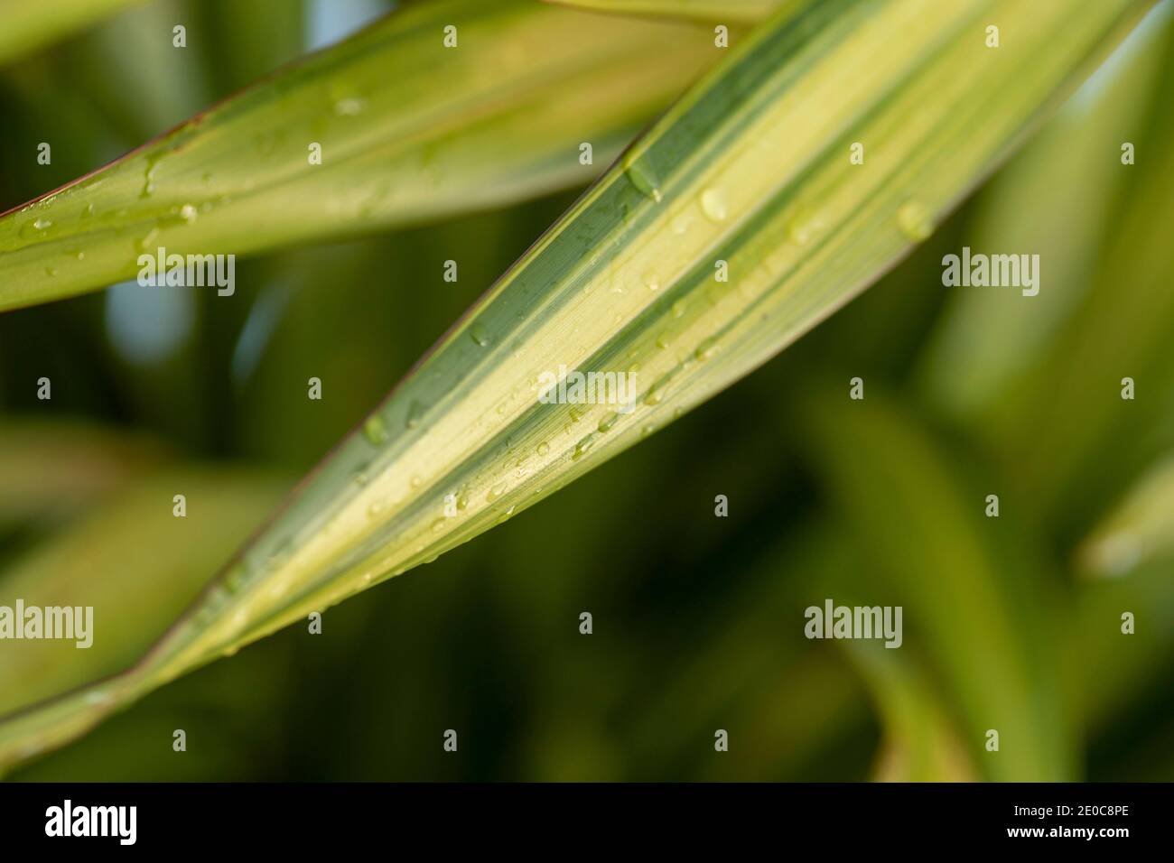 Phormium ‘Gelbe Welle’ Laub und Zierpflanze Stockfoto