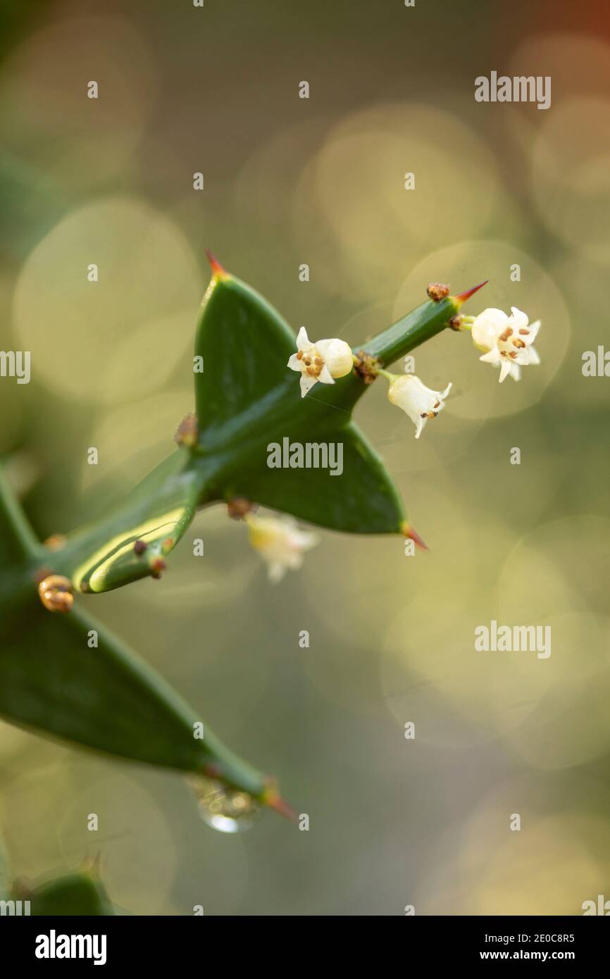 Auffällige Colletia paradoxa Pflanze und winzige weiße Blumen Stockfoto