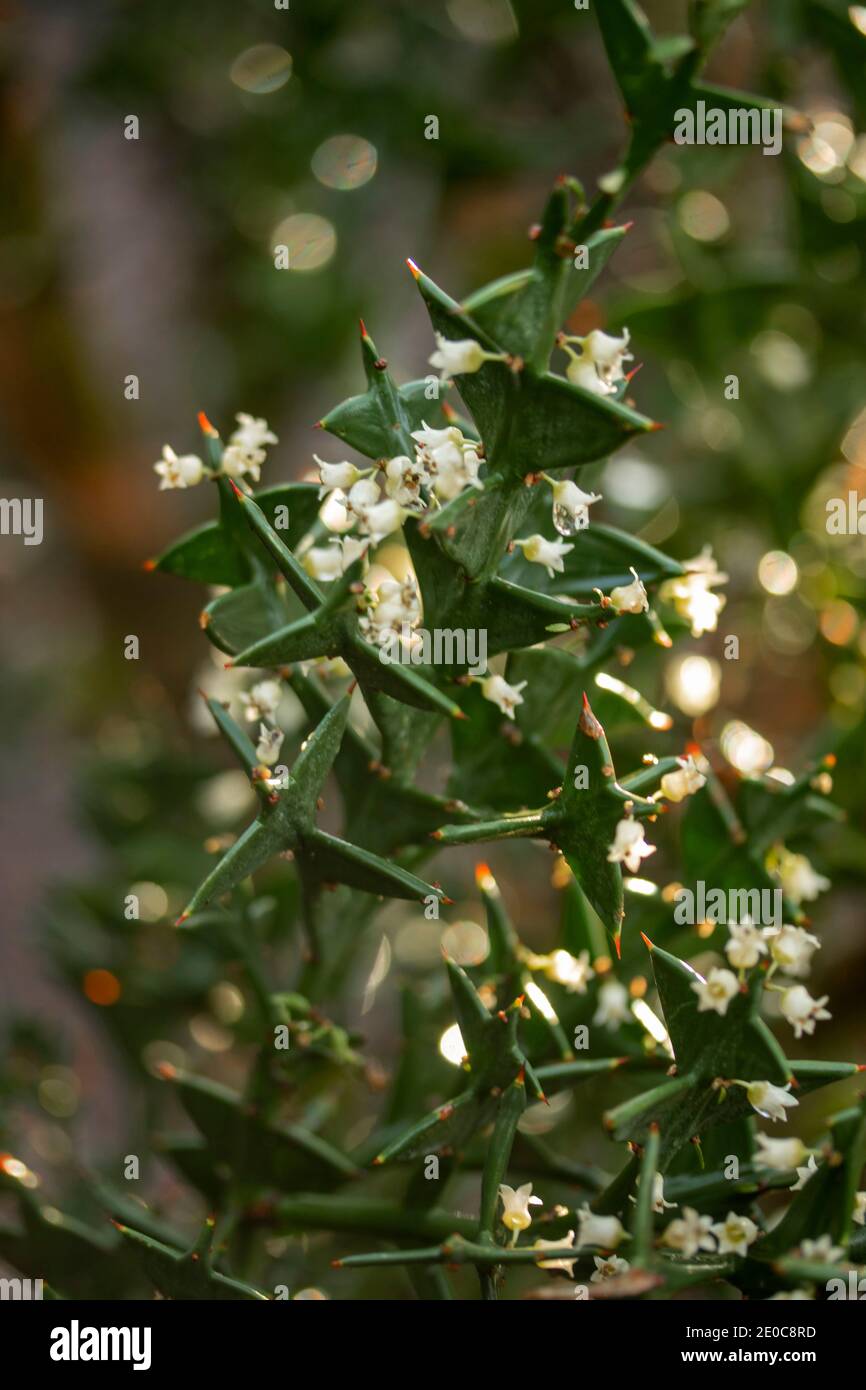 Auffällige Colletia paradoxa Pflanze und winzige weiße Blumen Stockfoto