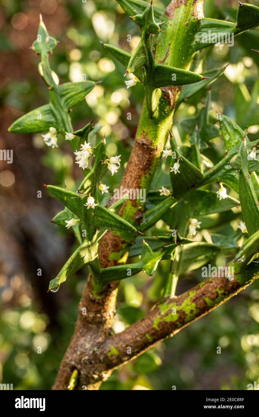 Auffällige Colletia paradoxa Pflanze und winzige weiße Blumen Stockfoto