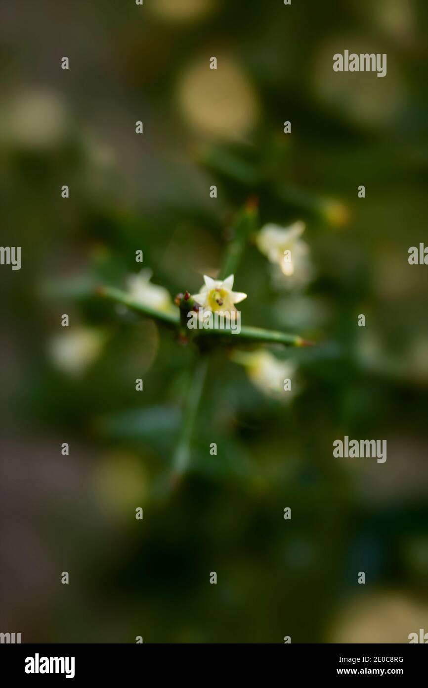 Auffällige Colletia paradoxa Pflanze und winzige weiße Blumen Stockfoto