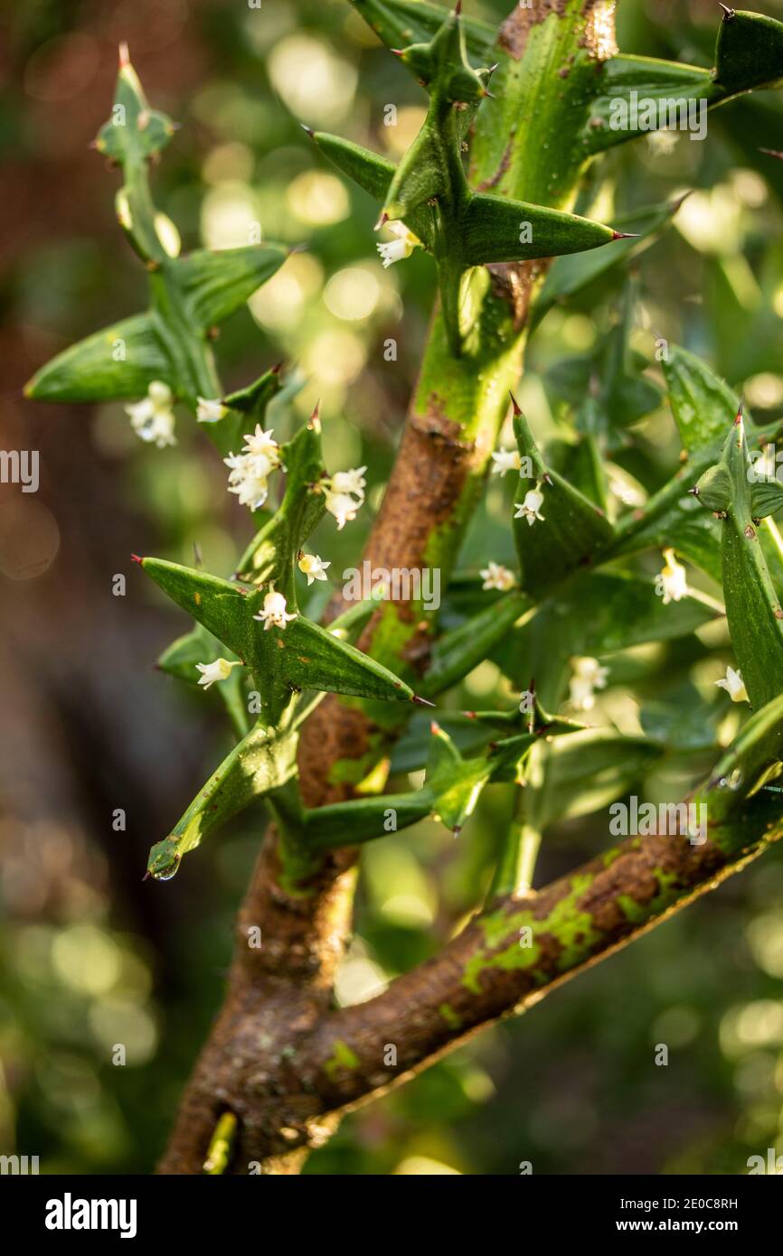 Auffällige Colletia paradoxa Pflanze und winzige weiße Blumen Stockfoto