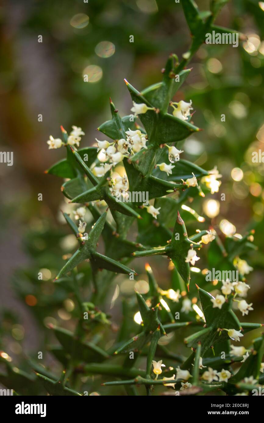 Auffällige Colletia paradoxa Pflanze und winzige weiße Blumen Stockfoto