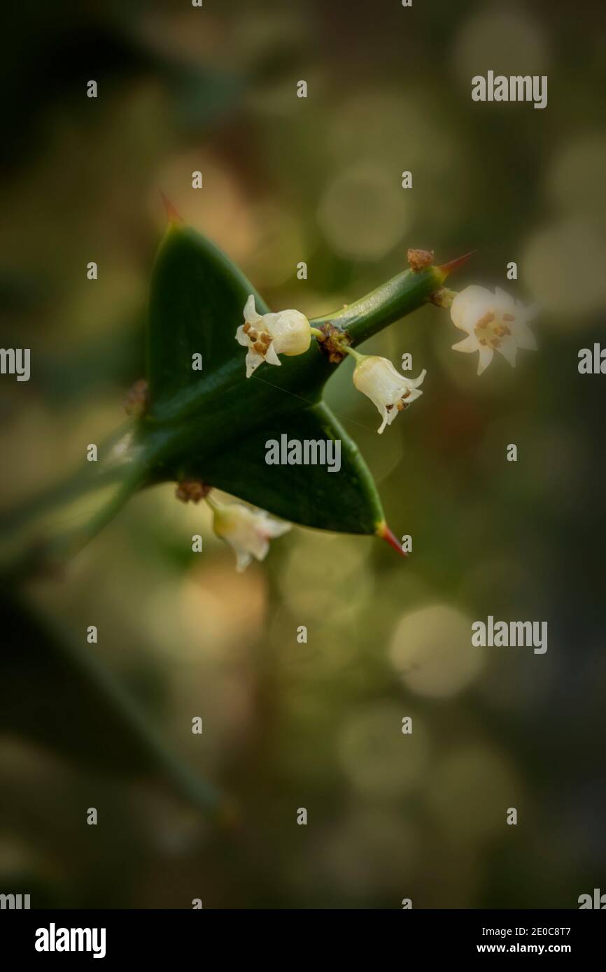 Auffällige Colletia paradoxa Pflanze und winzige weiße Blumen Stockfoto