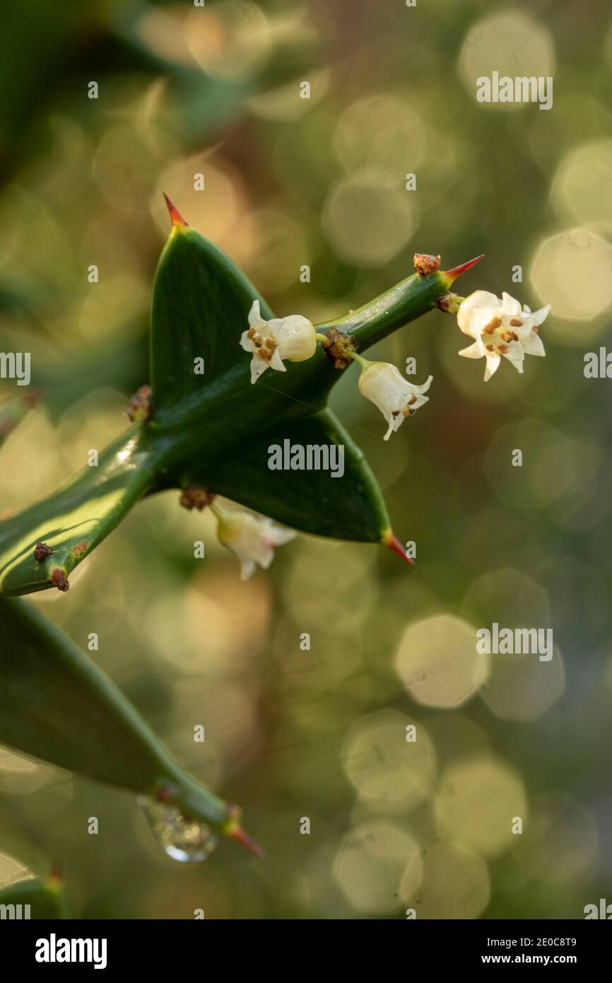Auffällige Colletia paradoxa Pflanze und winzige weiße Blumen Stockfoto