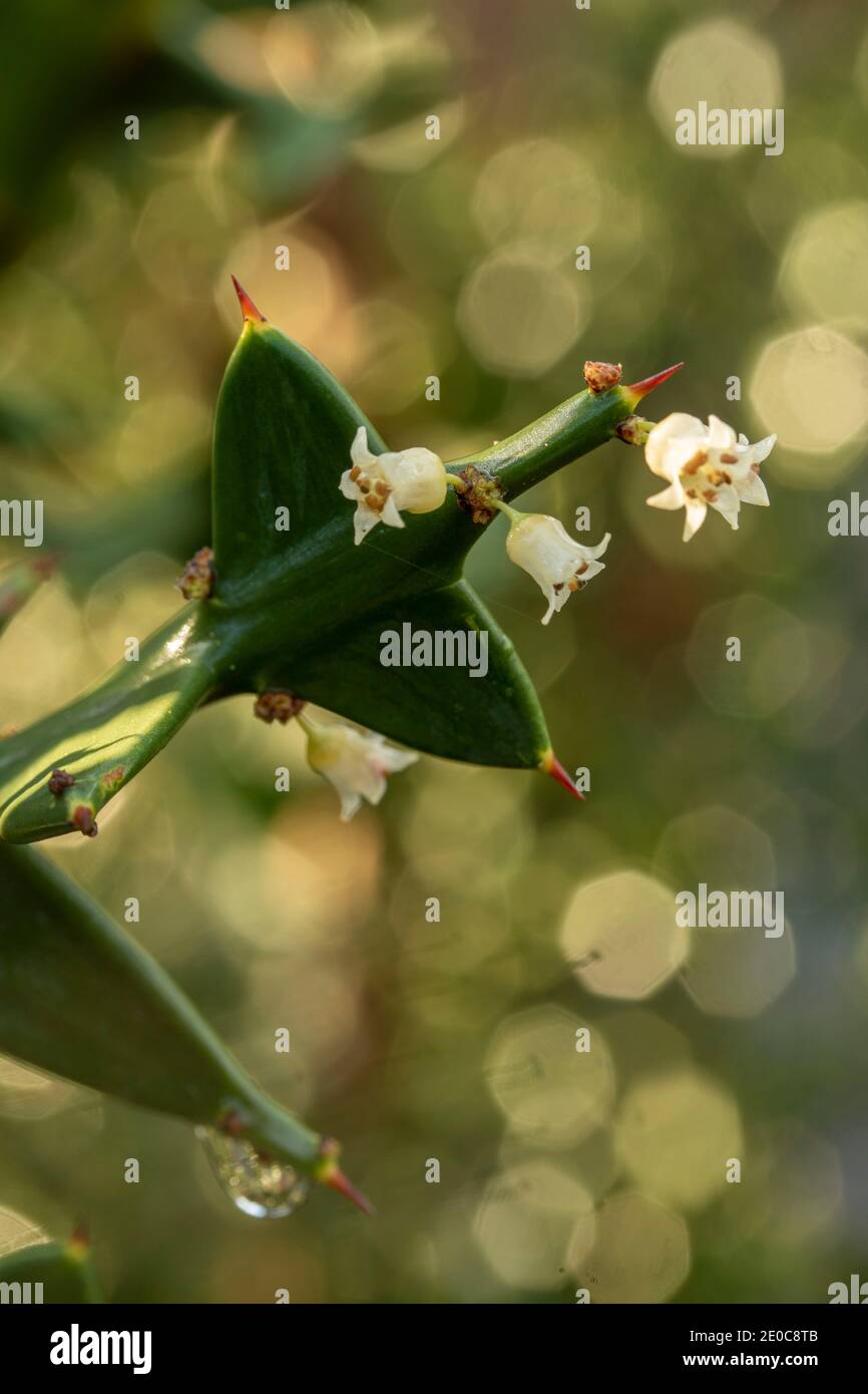 Auffällige Colletia paradoxa Pflanze und winzige weiße Blumen Stockfoto