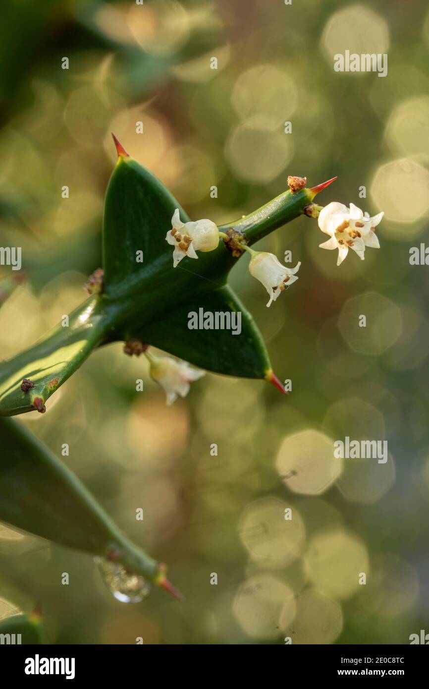 Auffällige Colletia paradoxa Pflanze und winzige weiße Blumen Stockfoto