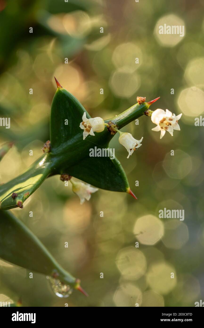 Auffällige Colletia paradoxa Pflanze und winzige weiße Blumen Stockfoto