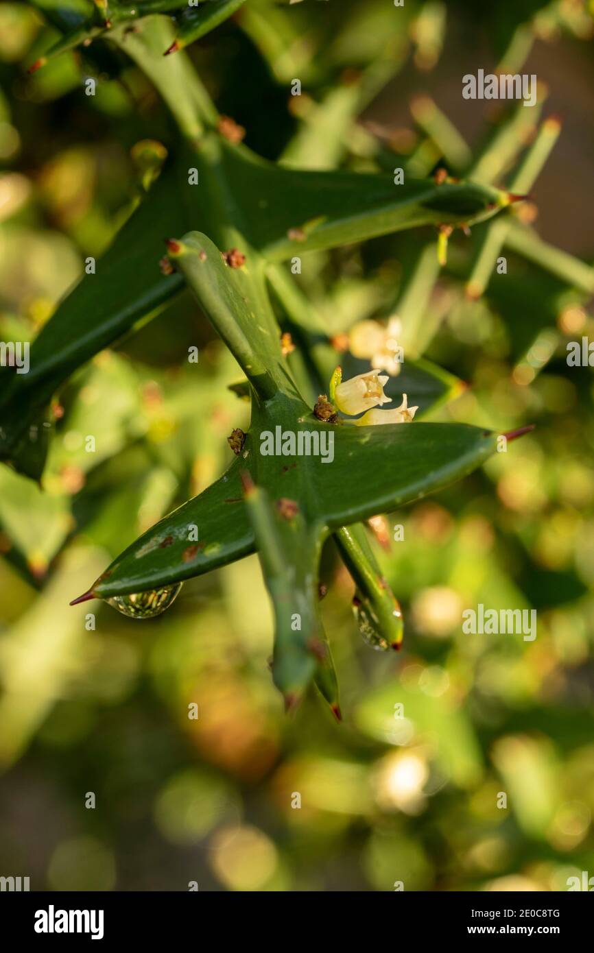 Auffällige Colletia paradoxa Pflanze und winzige weiße Blumen Stockfoto