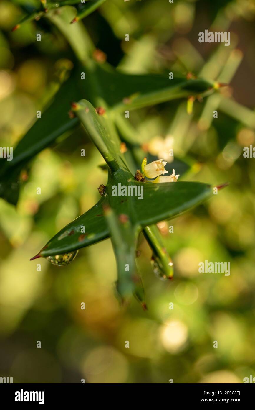 Auffällige Colletia paradoxa Pflanze und winzige weiße Blumen Stockfoto