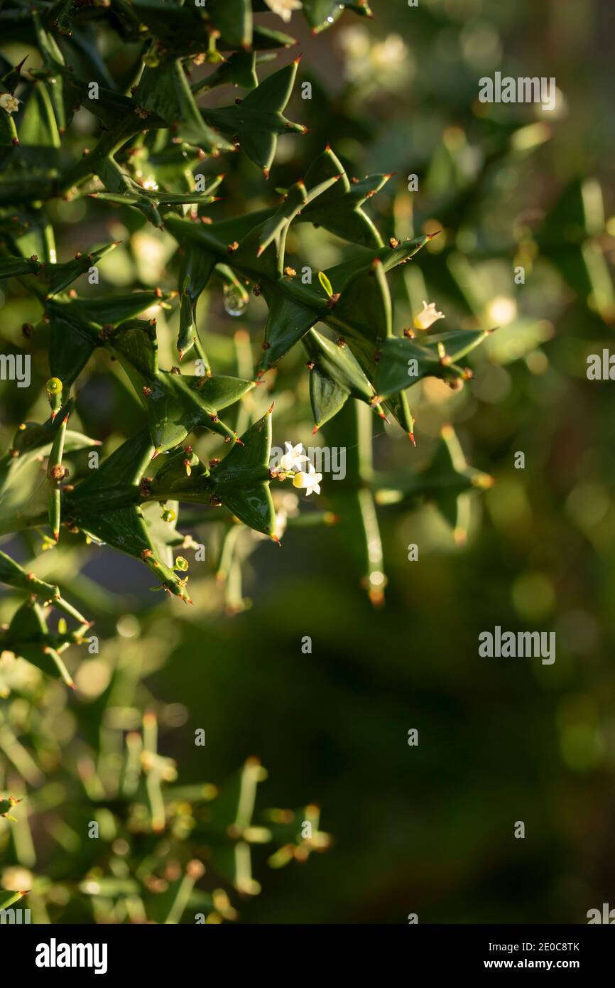 Auffällige Colletia paradoxa Pflanze und winzige weiße Blumen Stockfoto