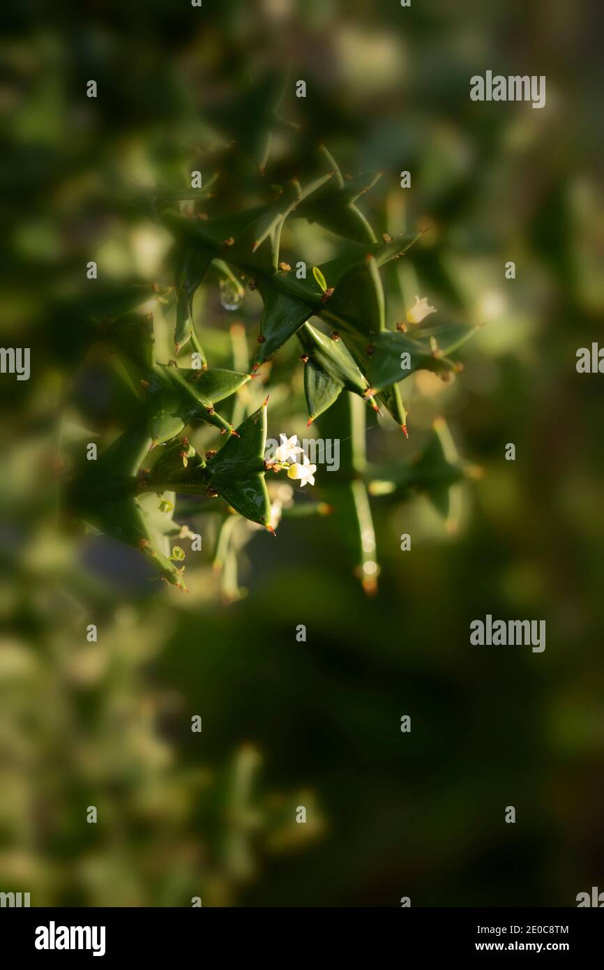 Auffällige Colletia paradoxa Pflanze und winzige weiße Blumen Stockfoto
