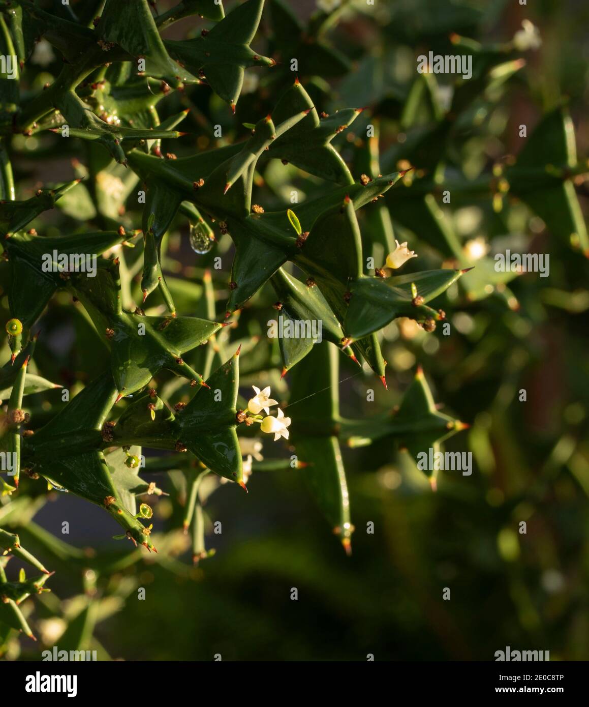 Auffällige Colletia paradoxa Pflanze und winzige weiße Blumen Stockfoto
