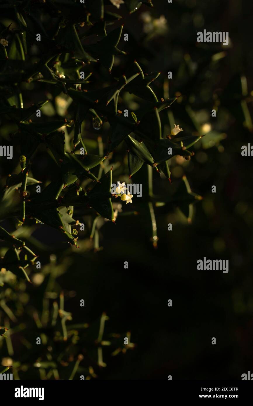 Auffällige Colletia paradoxa Pflanze und winzige weiße Blumen Stockfoto